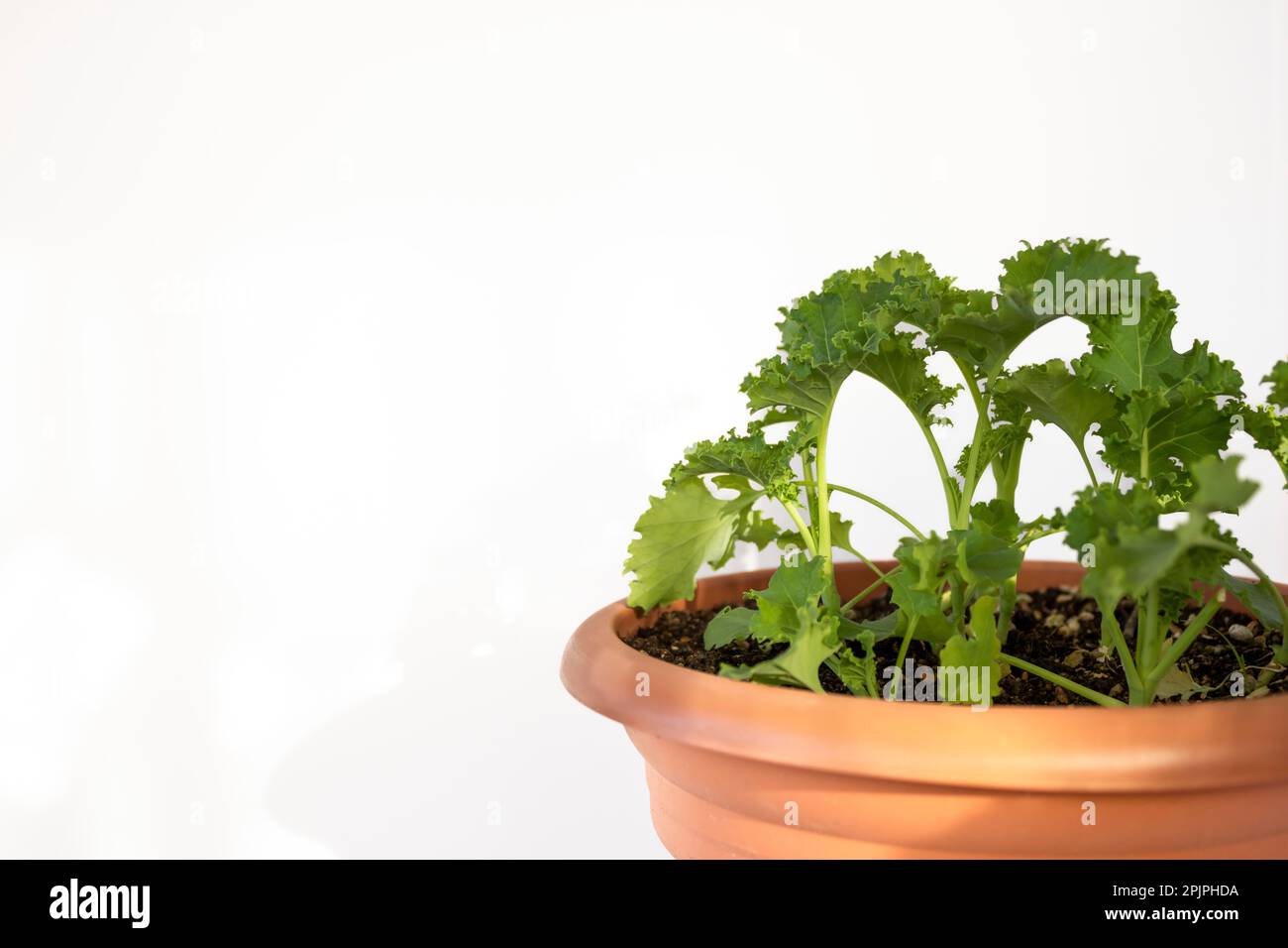 Pousses de chou kale en pot. Photo horizontale. Copier l'espace Banque D'Images