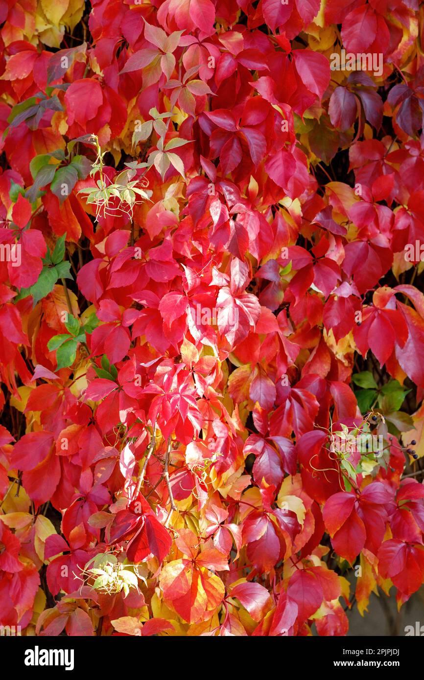 Rouge et or Parthenocissus tricuspidata 'Veitchii' ou VBoston ivy sur le mur en plein soleil. Lierre japonaise ou liana japonaise. Banque D'Images