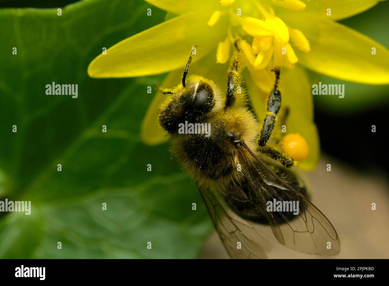 Abeille (API mellifera) sur une fleur, collectant le pollen, la macro photographie, les insectes, la pollinisation Banque D'Images