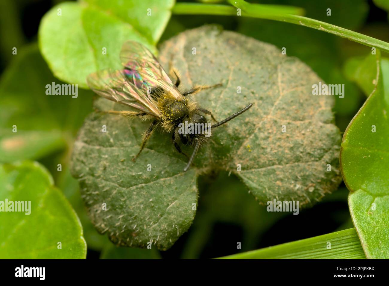 Wildbee, reposant sur une feuille verte, macro photographie, insectes, nature Banque D'Images