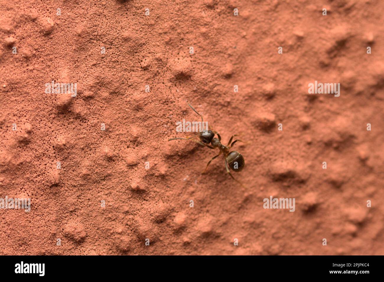 Fourmis de jardin (genre Lasius) seul sur un mur de pierre, macrophotographie, insectes, Hyménoptères Banque D'Images
