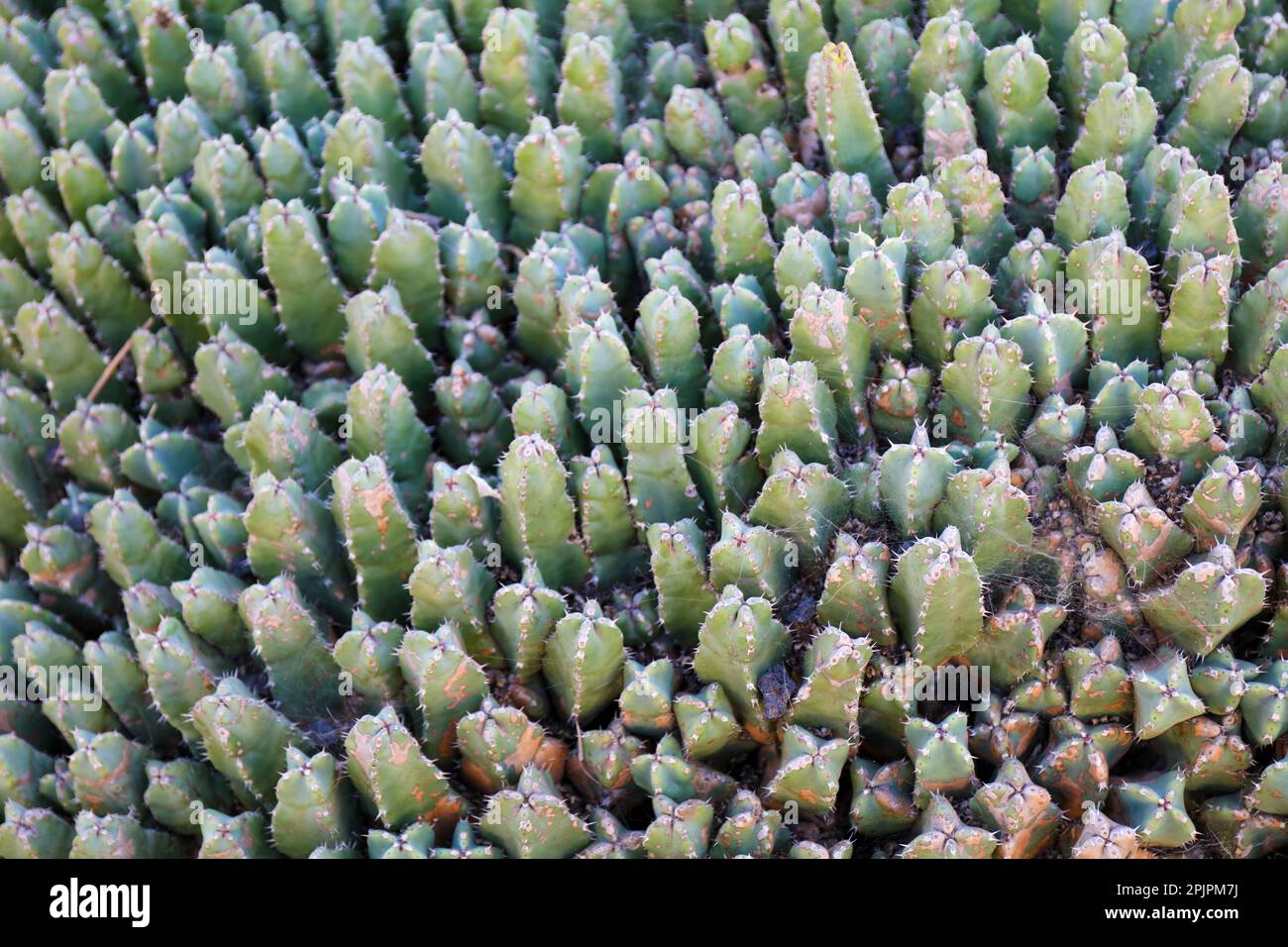 Tapis de cactus. Euphorbia resinifera Banque D'Images