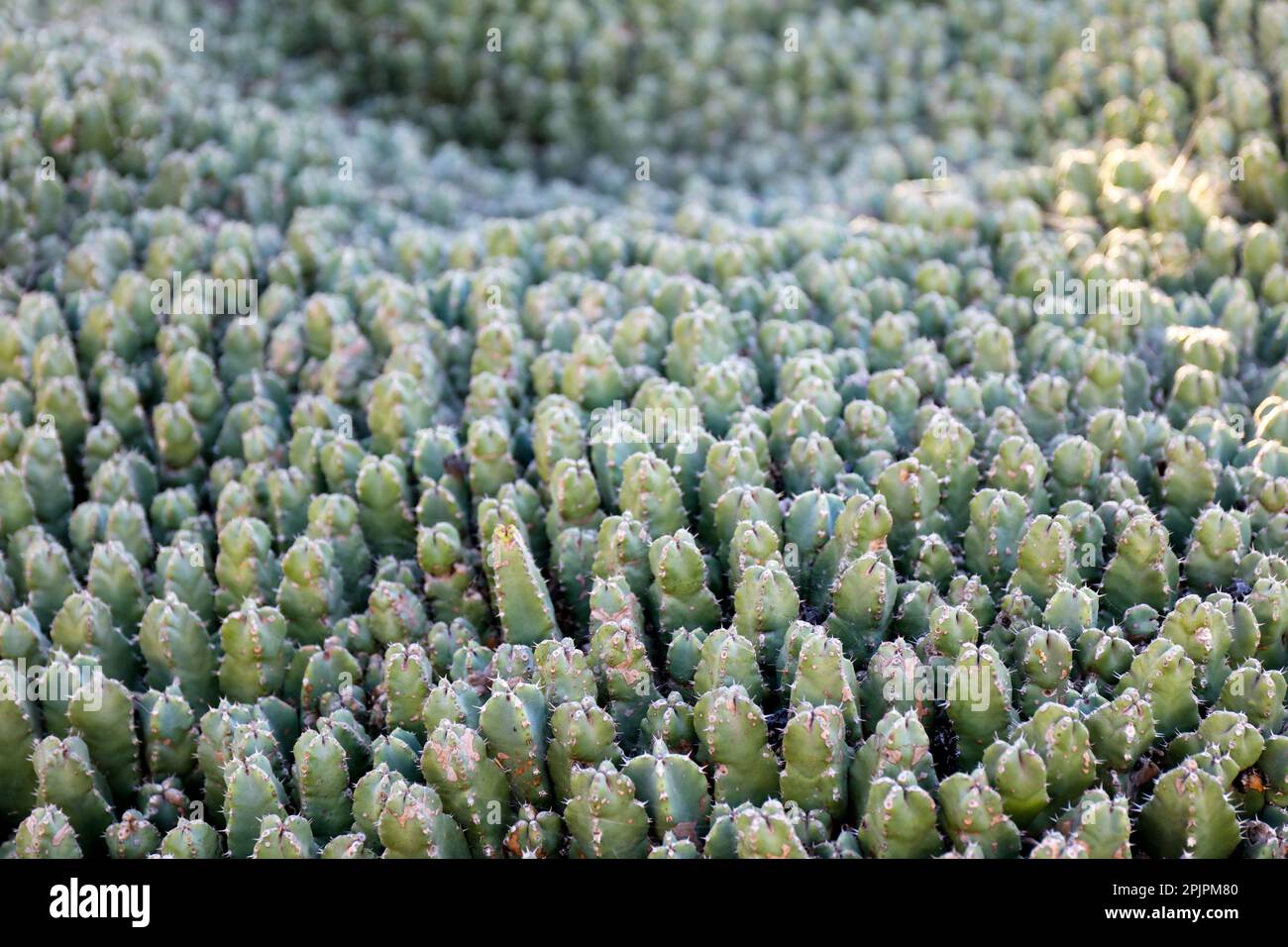 Tapis de cactus. Euphorbia resinifera Banque D'Images