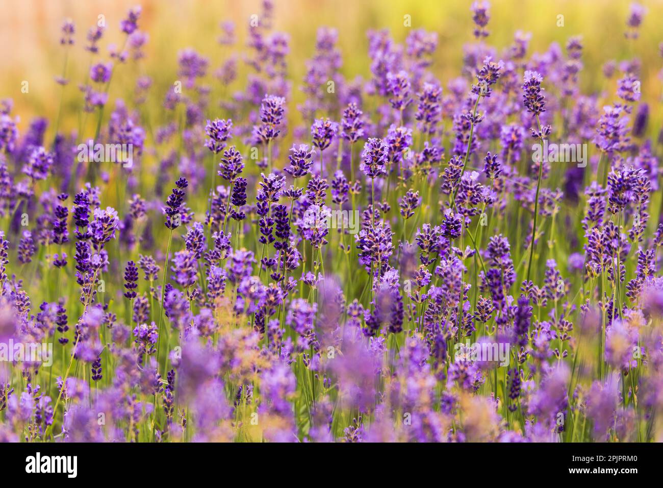 Fond de champ de lavanda coloré, heure d'été. Banque D'Images
