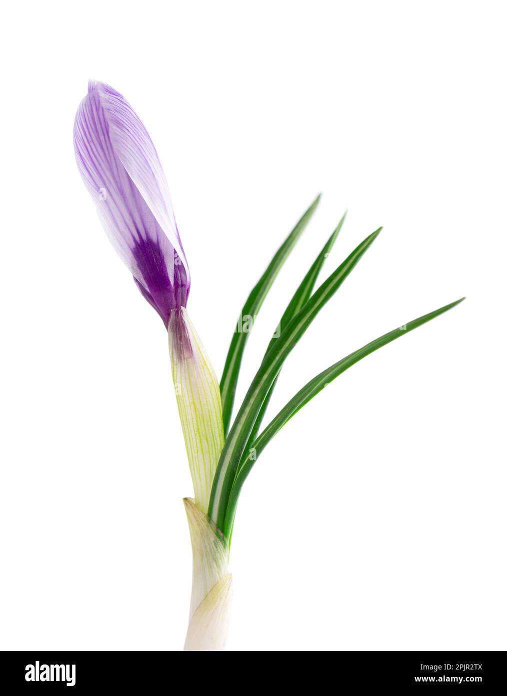 Fleur de crocus isolée sur fond blanc. Gros plan sur la fleur de safran Banque D'Images