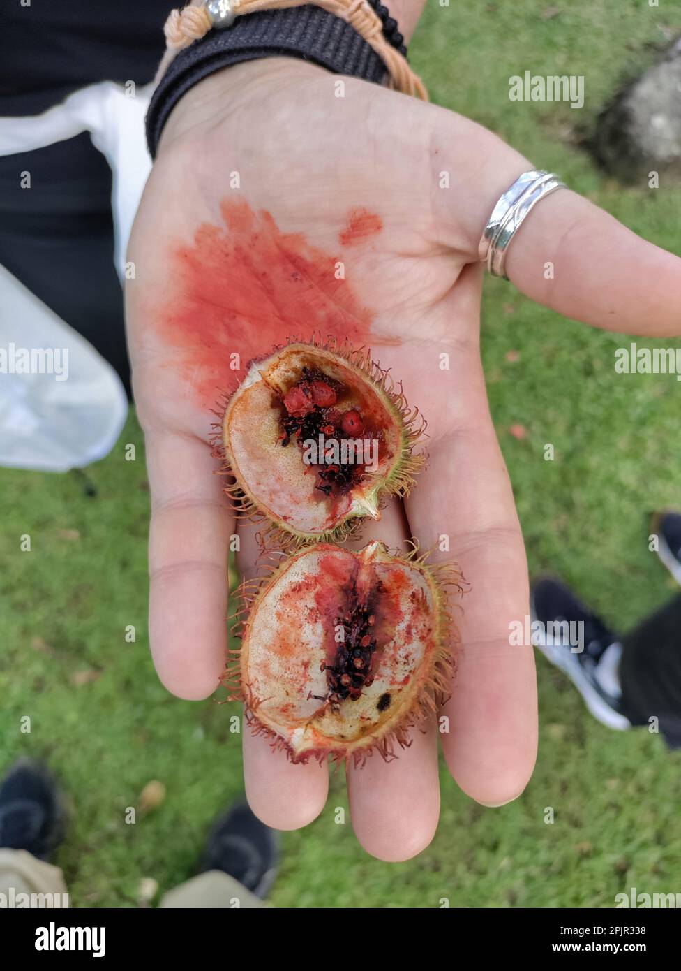 La Fortuna, Costa Rica - Un guide à Finca Educativa Don Juan (Don Juan Educativa Farm) explique les cultures que la ferme biologique cultive. Cultures o Banque D'Images