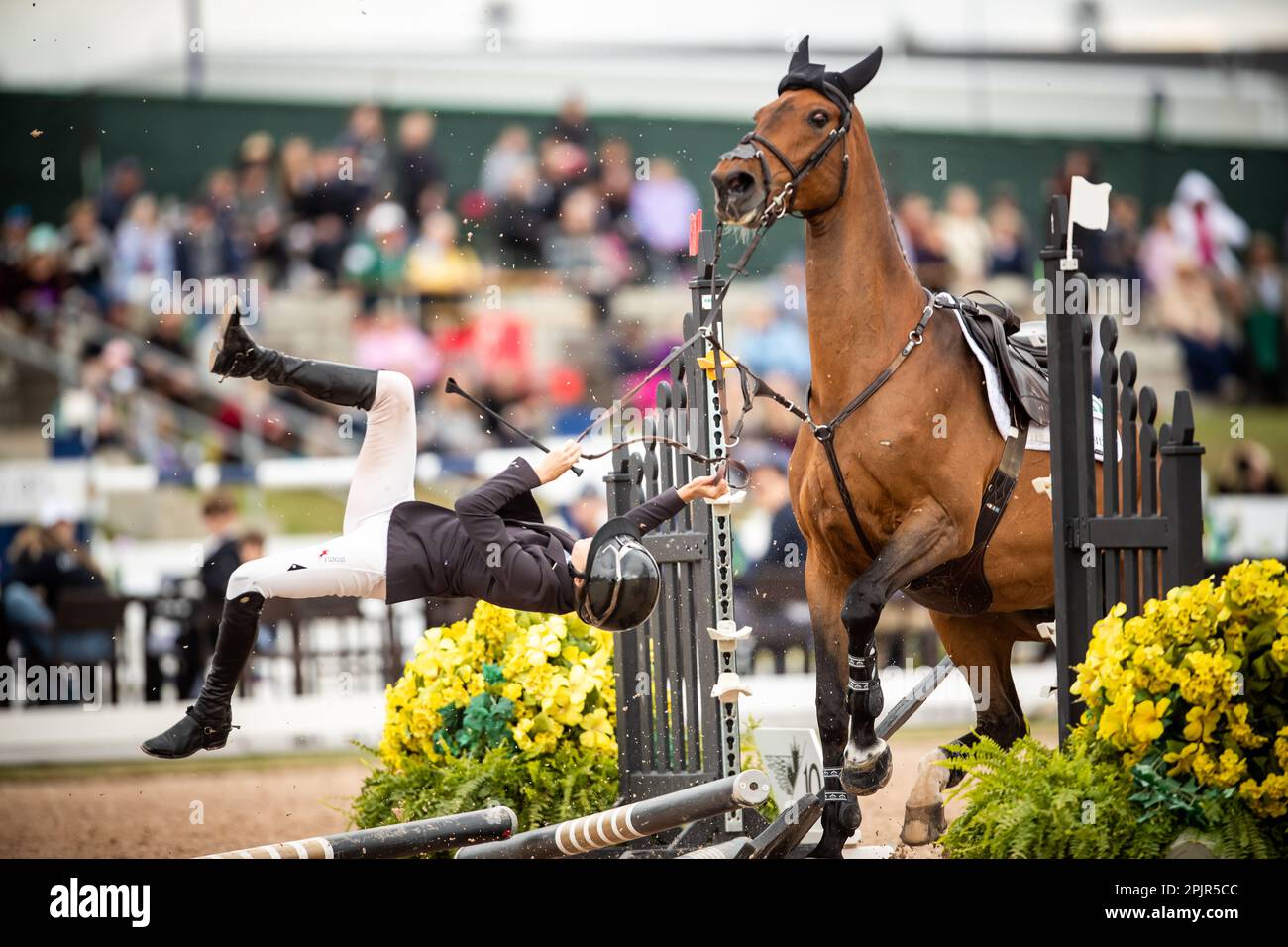 Plus de 7 000 images de Équitation et de Cheval