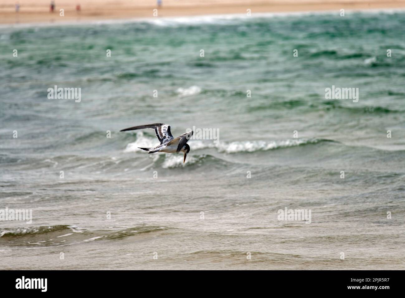 Great Crested Tern (Thalasseus bergii) en vol à Fingal Beach à Port Stephens, Nouvelle-Galles du Sud, Australie. La plus grande Sterne à crête, également appelée c Banque D'Images