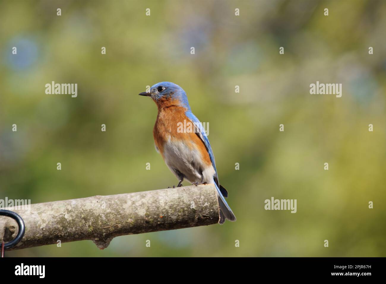 L'Est de l'Oiseau Bleu Banque D'Images