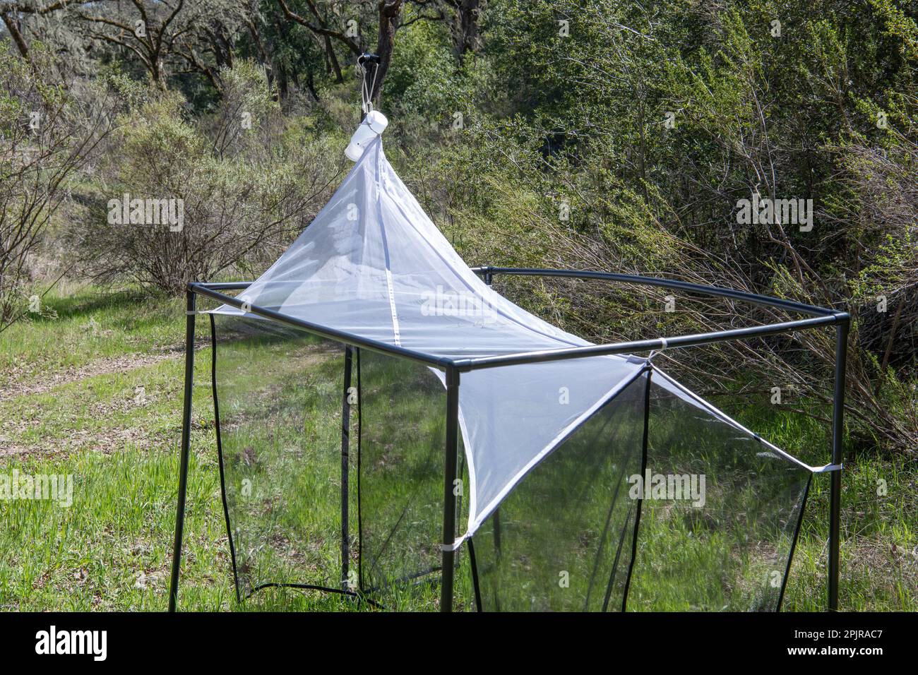 Un piège de malaise, un type de piège de tente utilisé pour la collecte d'insectes volants par les entomologistes. Celui-ci est à Oak Savannah en Californie. Banque D'Images