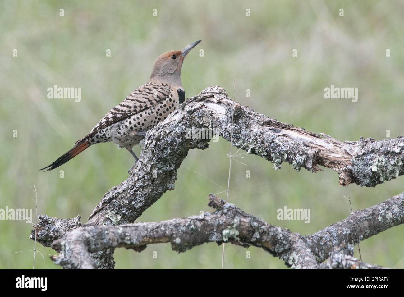 Un scintillement du nord ou un scintillement commun (Colaptes auratus) provenant de la réserve de ranch Blue Oak dans le comté de Santa Clara, en Californie. Banque D'Images