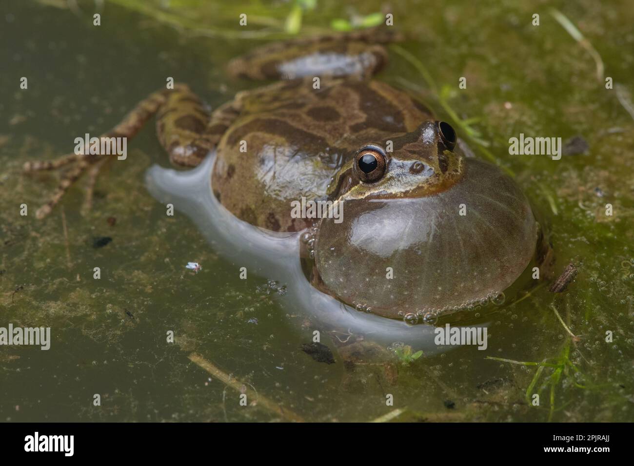 Chœur Frog (Pseudacris sierra) appelant et vochant avec un sac de gorge gonflé d'un étang vernal dans le comté de Santa Calra, Californie. Banque D'Images