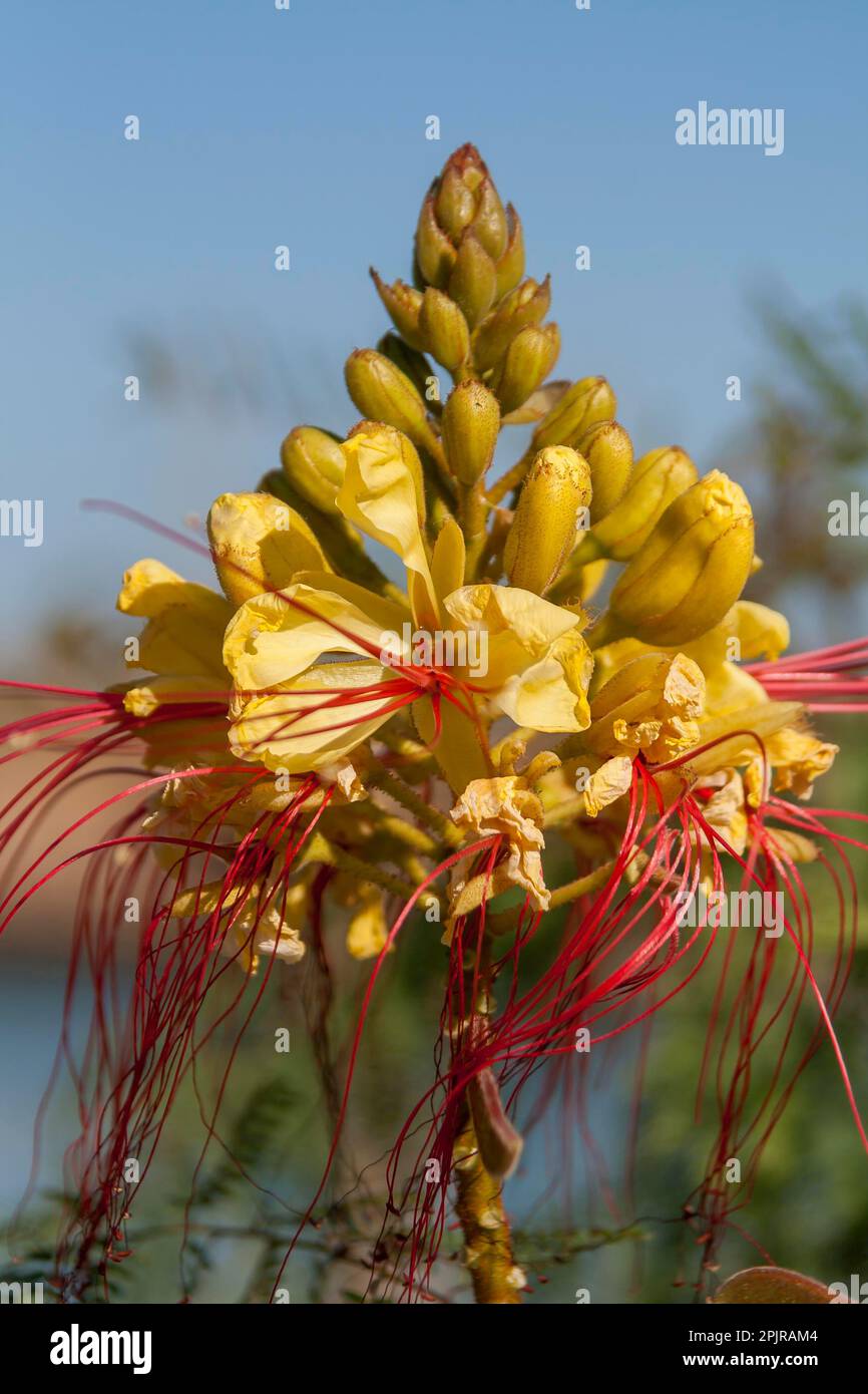 Bird of Paradise Bush (Caesalpinia gilliesii), Égypte Banque D'Images