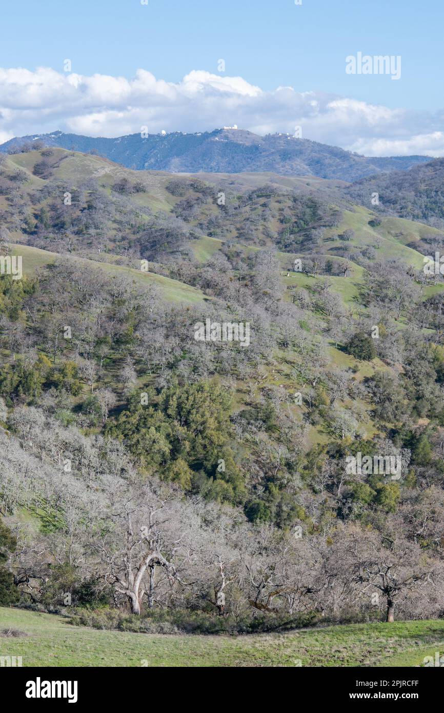 Un paysage sauvage boisé avec des collines ondoyantes et des chênes dans le comté de Santa Clara, Californie, États-Unis. Banque D'Images