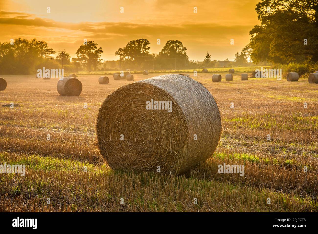 Canne à blé et balles dans un champ de chaume sous le soleil du soir, près de Leominster, Herefordshire, Angleterre, Royaume-Uni Banque D'Images