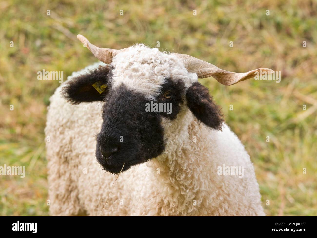 Mouton domestique, Walliser Schwarznasenschaf (Valais blacknose) race à double usage, brebis, gros plan de la tête, dans un pâturage de montagne, au-dessus de Zermatt, Valais Banque D'Images