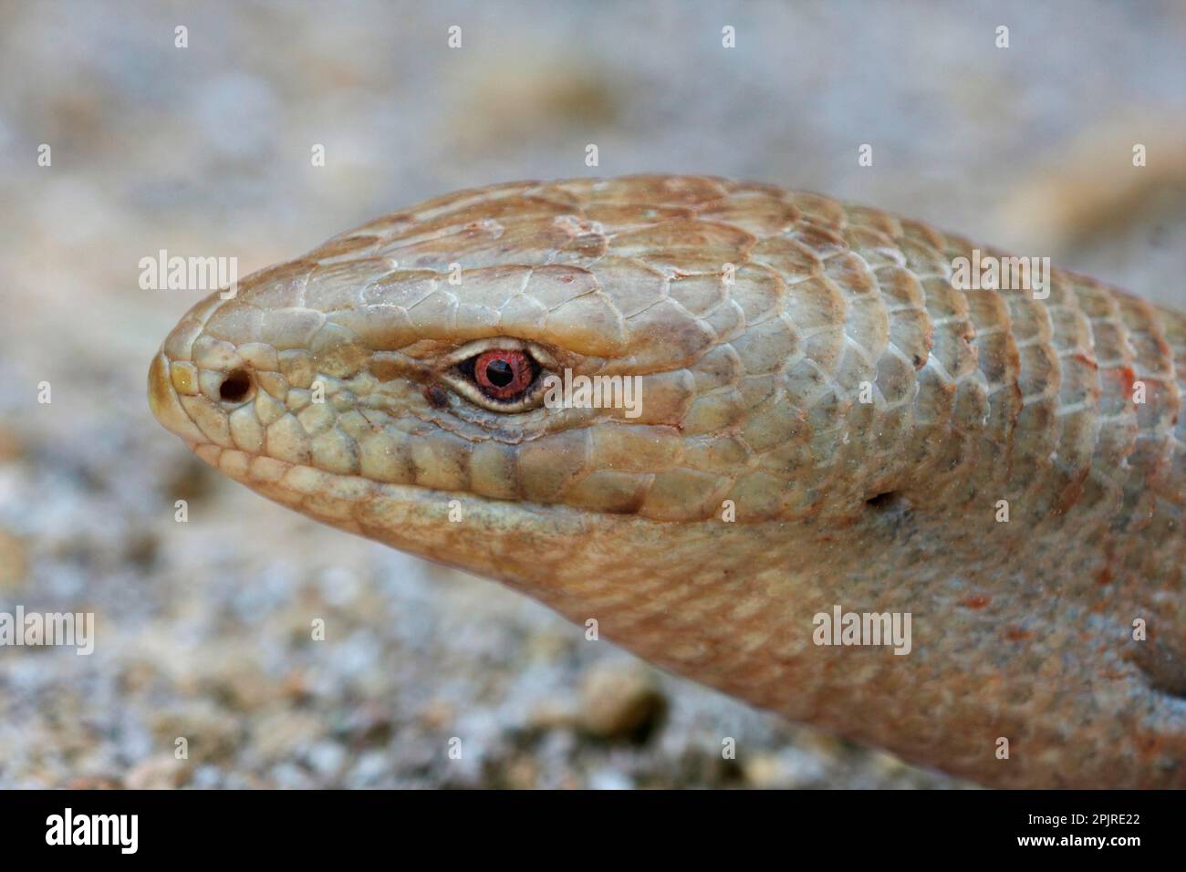 Scheltopusik, Sheltopusik (Pseudopus apodus), Scheltopusiks, Panzerschleichen, autres animaux, Reptiles, animaux, lézard en verre européen (Ophisaurus Banque D'Images