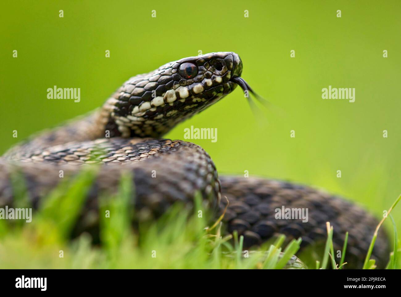 Adder, Adder (Vipera berus), autres animaux, serpents venimeux, Reptiles, serpents, animaux, Adder européen adulte mâle, langue de fleking Banque D'Images