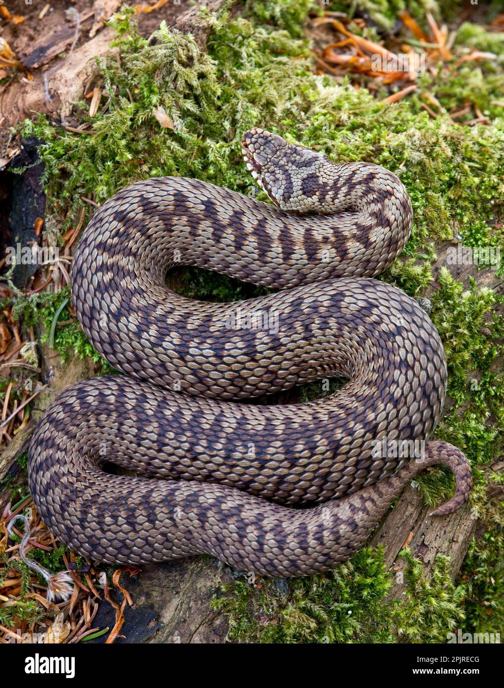 Additionneur, additionneur (Vipera berus), autres animaux, venimeux, serpents venimeux, Reptiles, serpents, animaux, Adder européen, femelle adulte, basking, Kent Banque D'Images