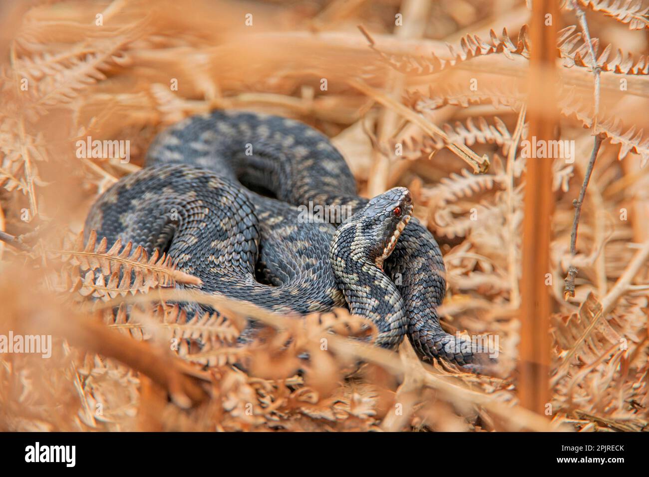 Adder, Adder (Vipera berus), autres animaux, serpents venimeux, Reptiles, serpents, animaux, Adder européen, femelle adulte, enroulé parmi Banque D'Images