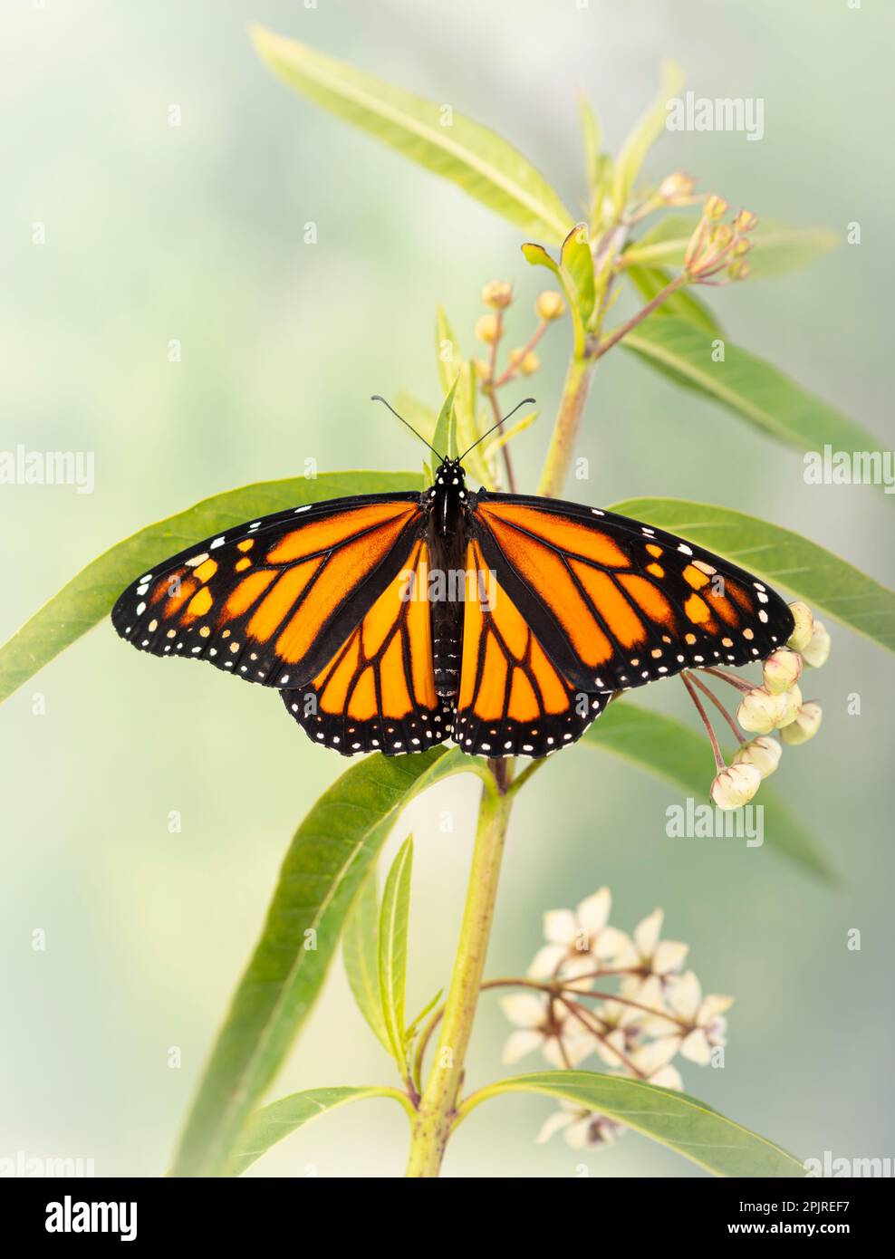 Un papillon monarque (danaus plexippus) avec ailes ouvertes, sur une plante de milkweed Banque D'Images