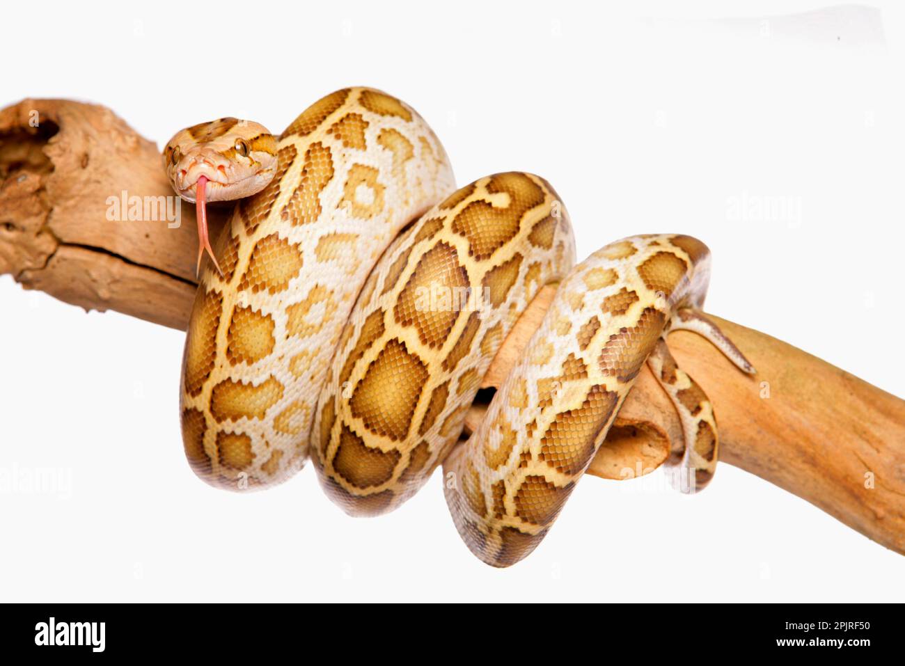 Python birman (Python molurus bivittatus), pythons de tigre foncé, autres animaux, reptiles, serpents, Animaux, serpents géants, python birman immature Banque D'Images