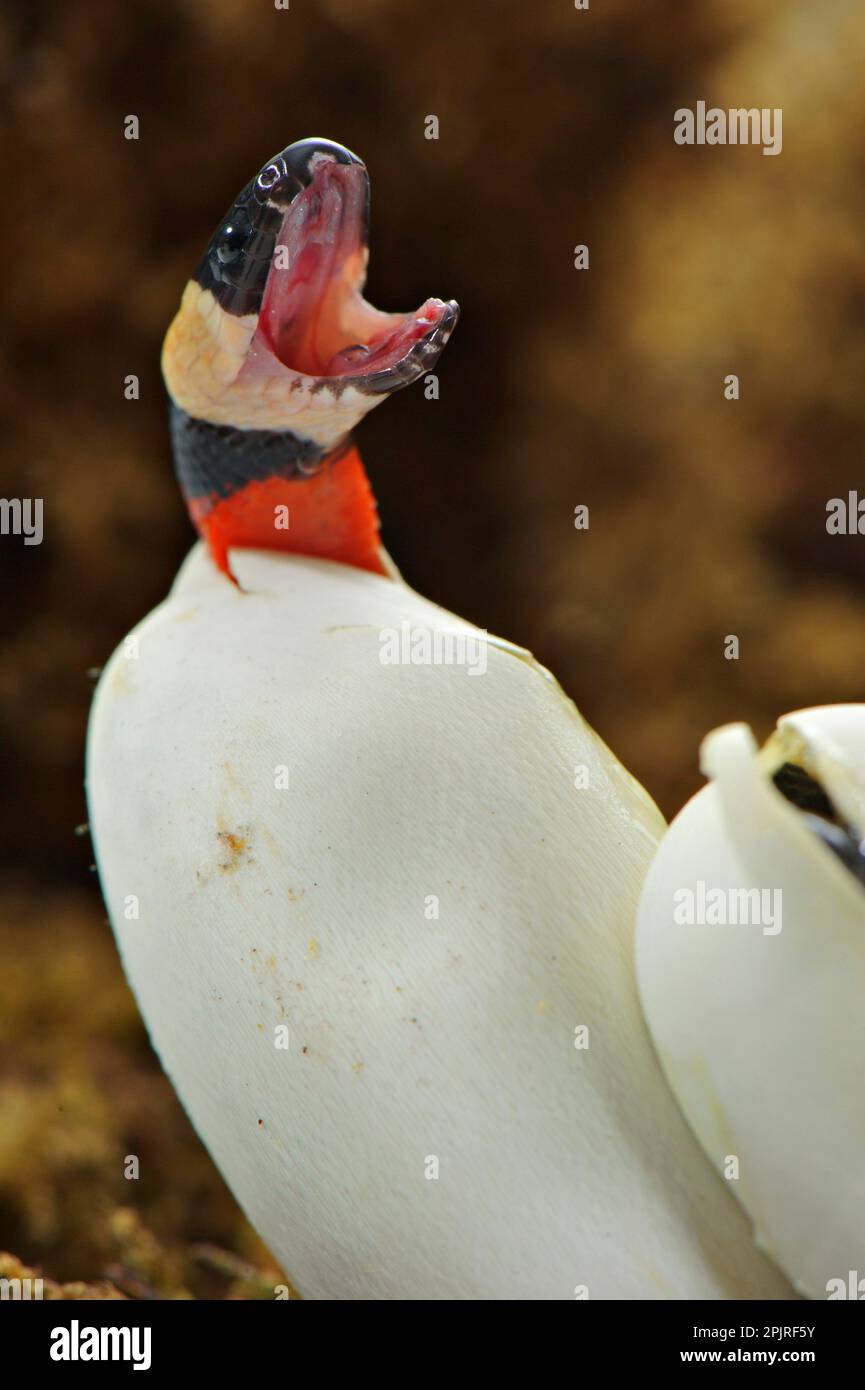 Couleuvre de Puebla, couleuvre de lait de Campbell, couleuvre de roi de Puebla, serpents de roi de Puebla, serpents de lait de Campbell, Puebo king serpents, viper, vipers, ande Banque D'Images