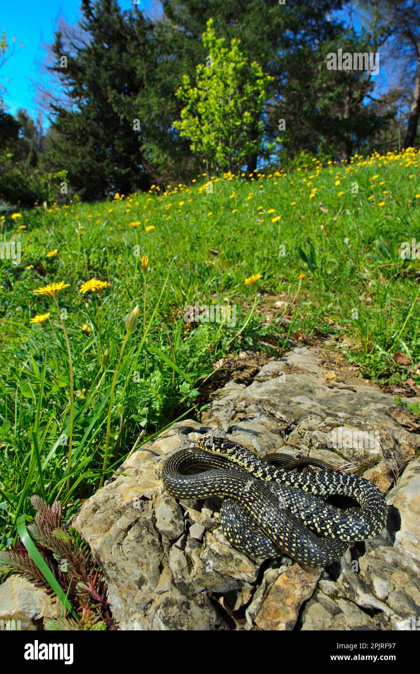 Fouet de serpent vert occidental (Hierophis viridiflavus) adulte, assis sur la roche dans son habitat, en Italie Banque D'Images