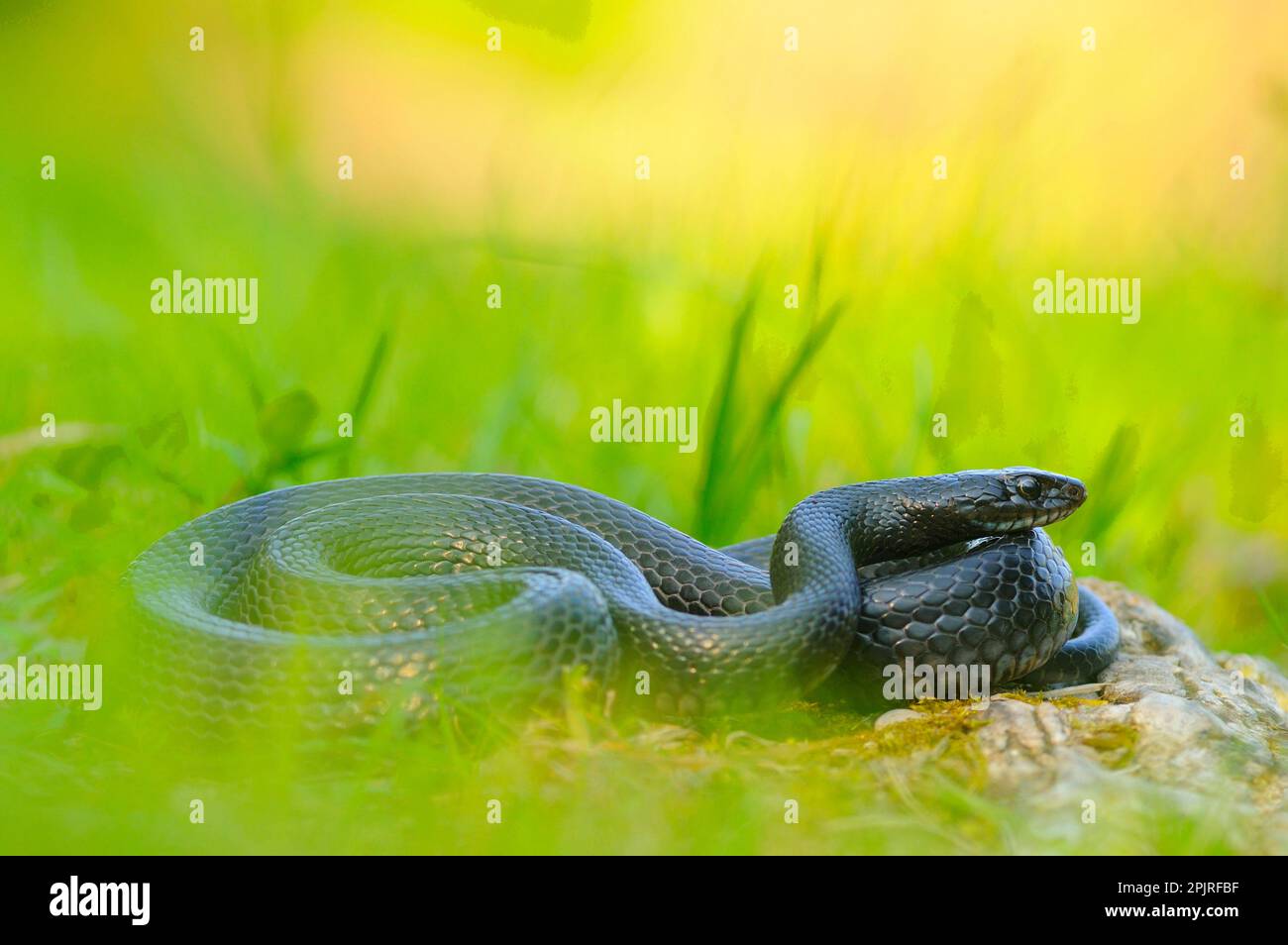 Serpent blanc occidental (Hierophis viridiflavus) forme mélaniste, adulte, lézarder parmi les graminées, Italie Banque D'Images