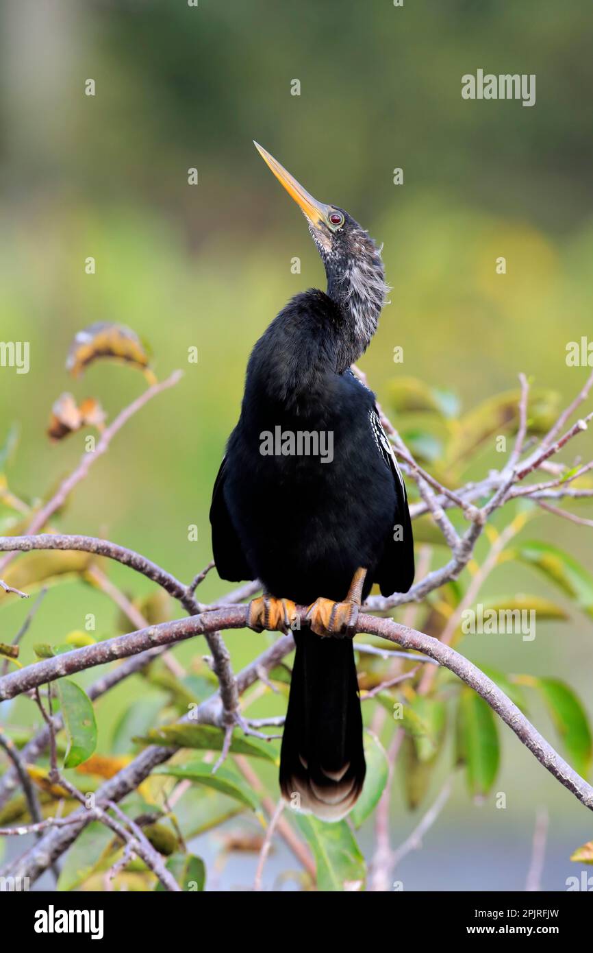 Anhinga (Anhinga anhinga), adulte en veille, Wakodahatchee Wetlands, Delray Beach, Floride, ÉTATS-UNIS Banque D'Images