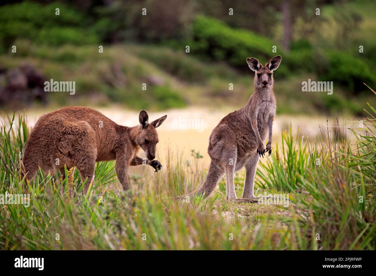 Kangourou gris de l'est (Macropus giganteus), Merry Beach, parc national de Murramarang, Nouvelle-Galles du Sud, Australie Banque D'Images