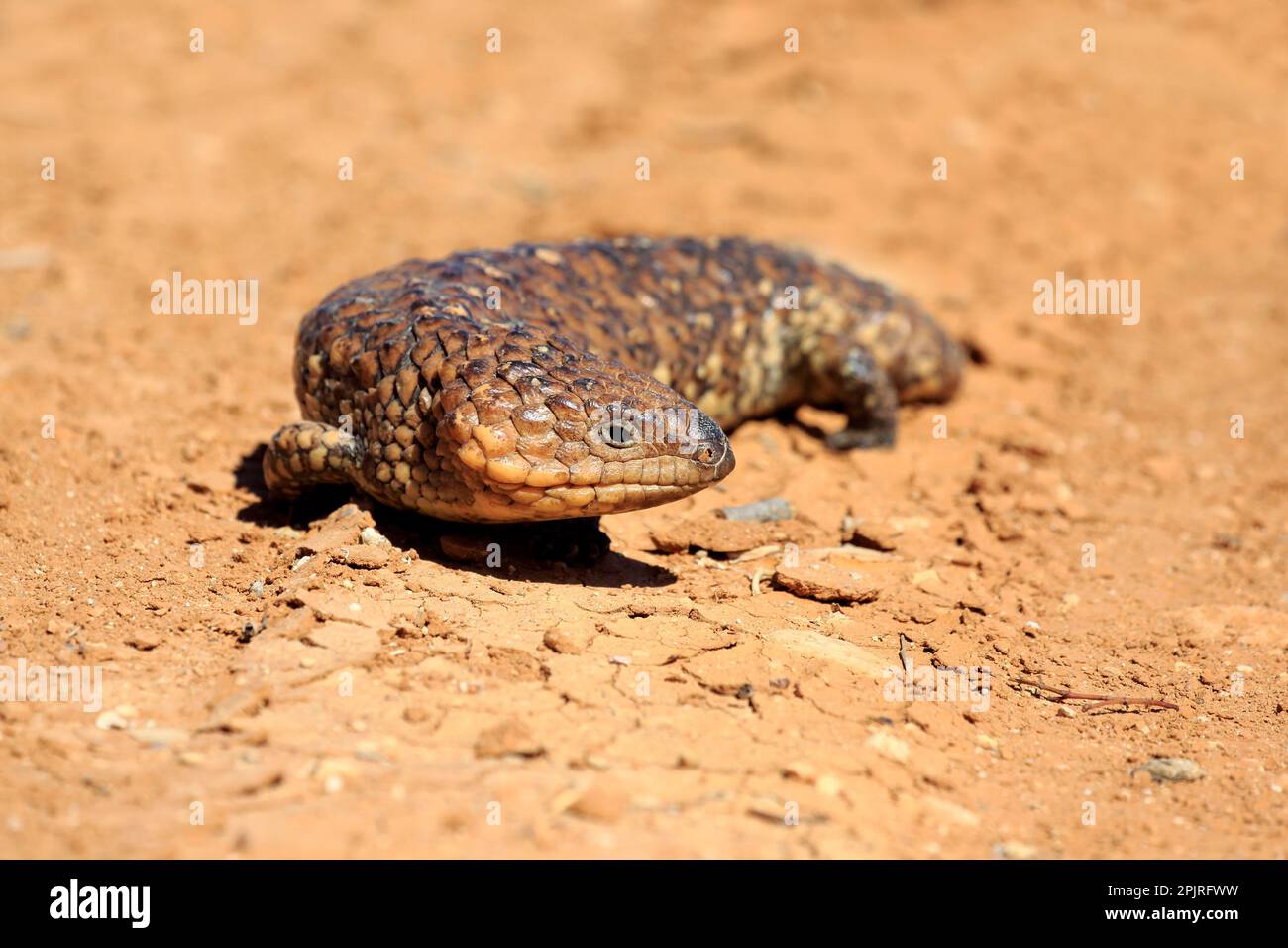 Tiliqua rugosa, crête de galets, lézard, marcheur adulte, parc national de Sturt, Nouveau skin de queue de cheval du Sud (Tiliqua rugosa), Australie Banque D'Images