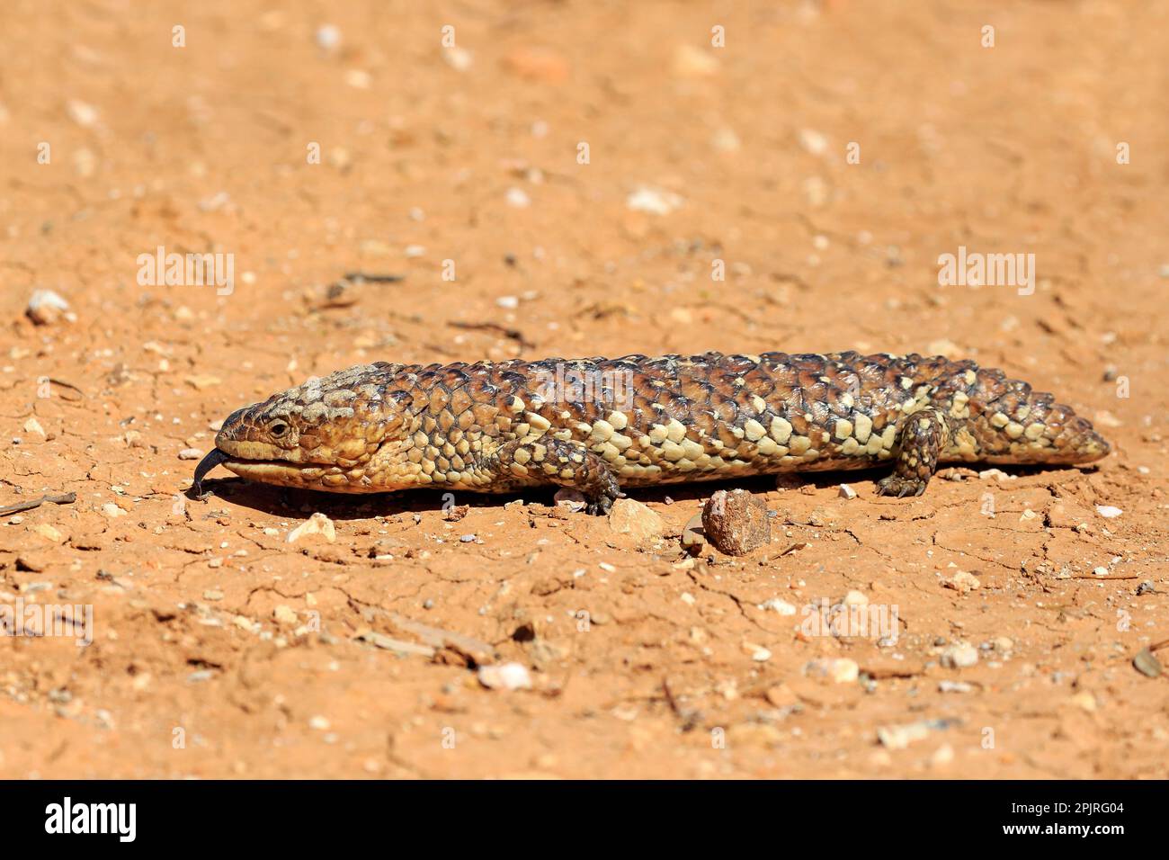 Tiliqua rugosa, crête de galets, lézard, marcheur adulte, parc national de Sturt, Nouveau skin de queue de cheval du Sud (Tiliqua rugosa), Australie Banque D'Images