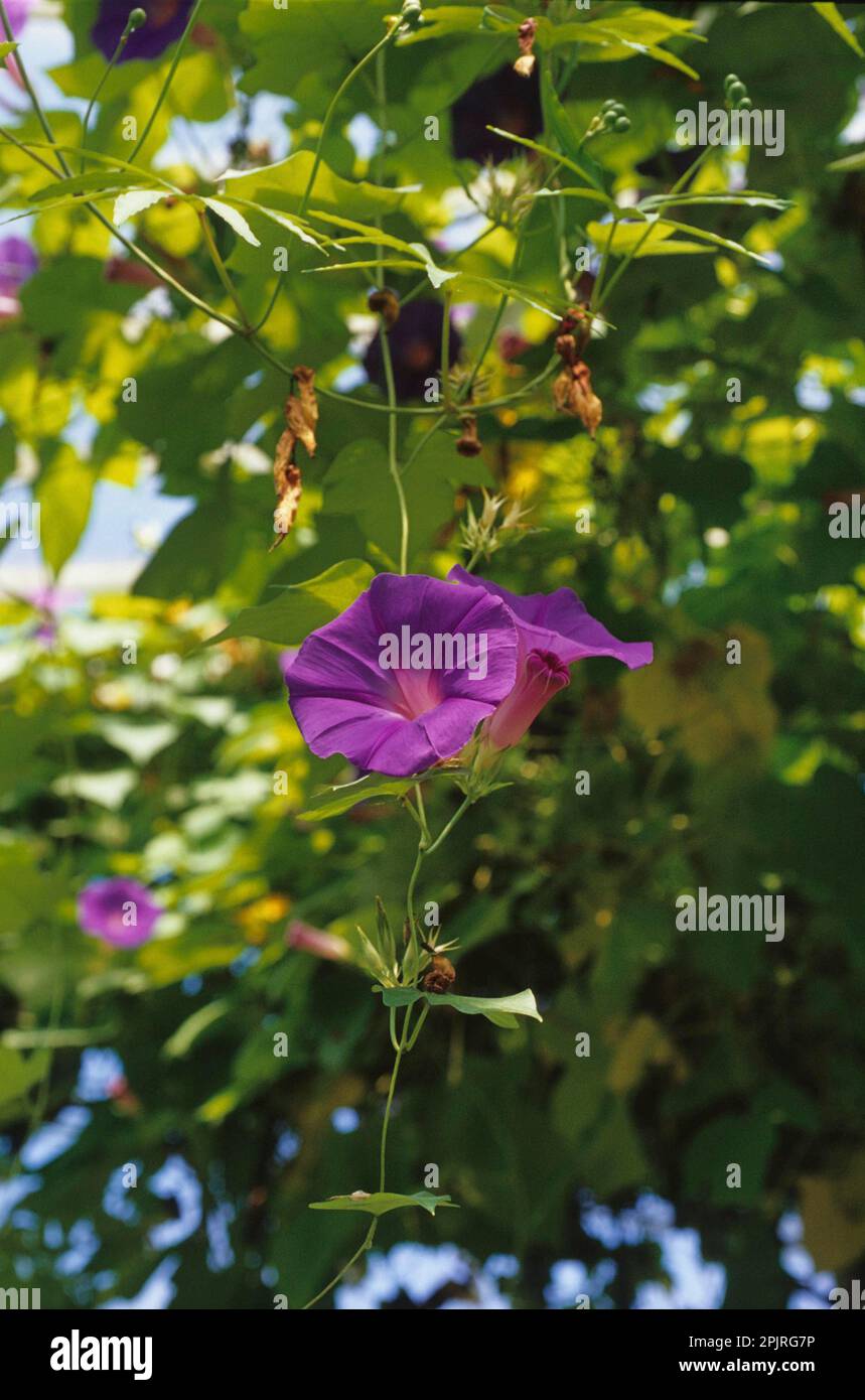 Oceanblue Morning Glory (Ipomoea indica) Banque D'Images