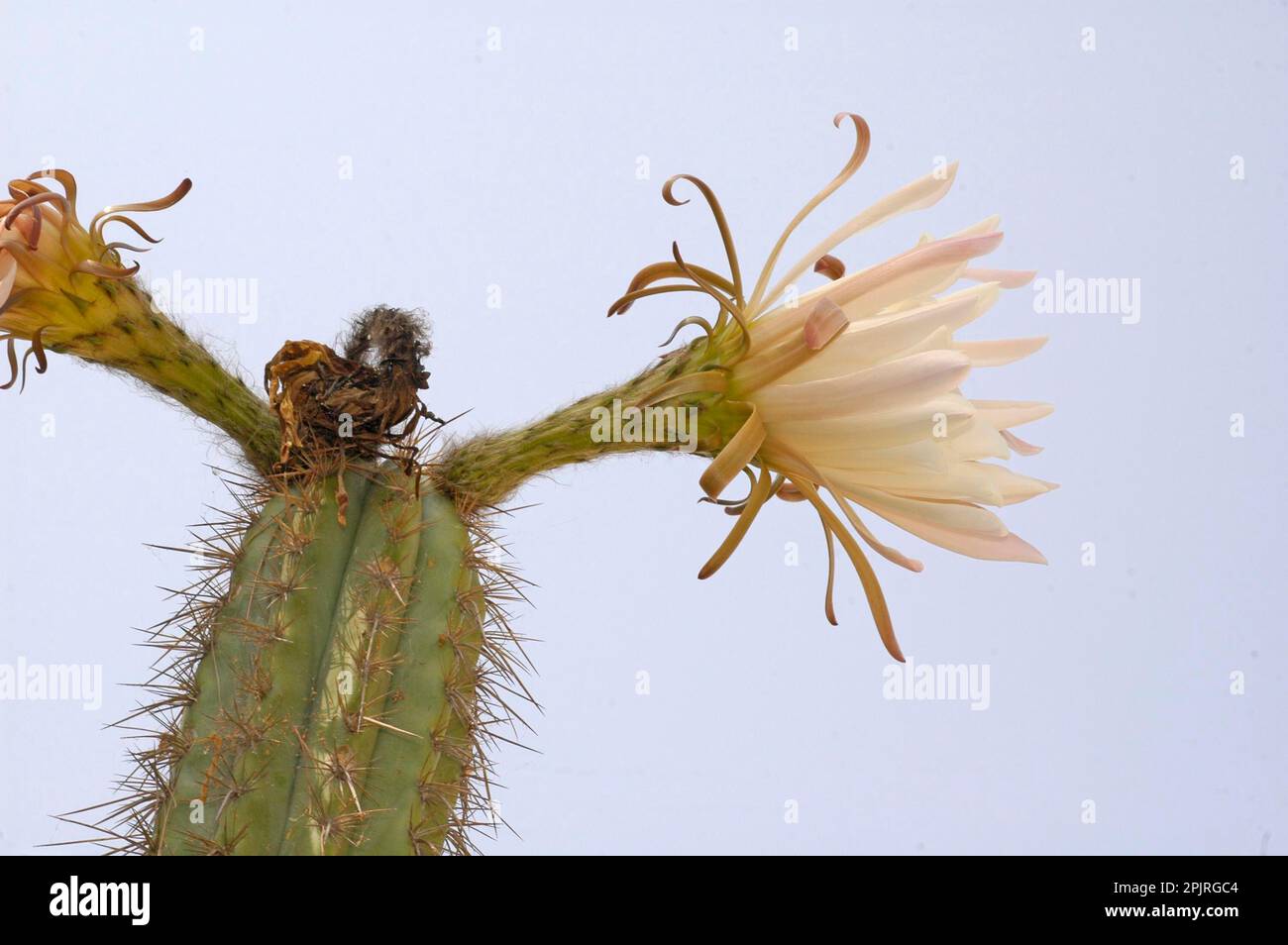 Echinopsis chiloensis Banque D'Images