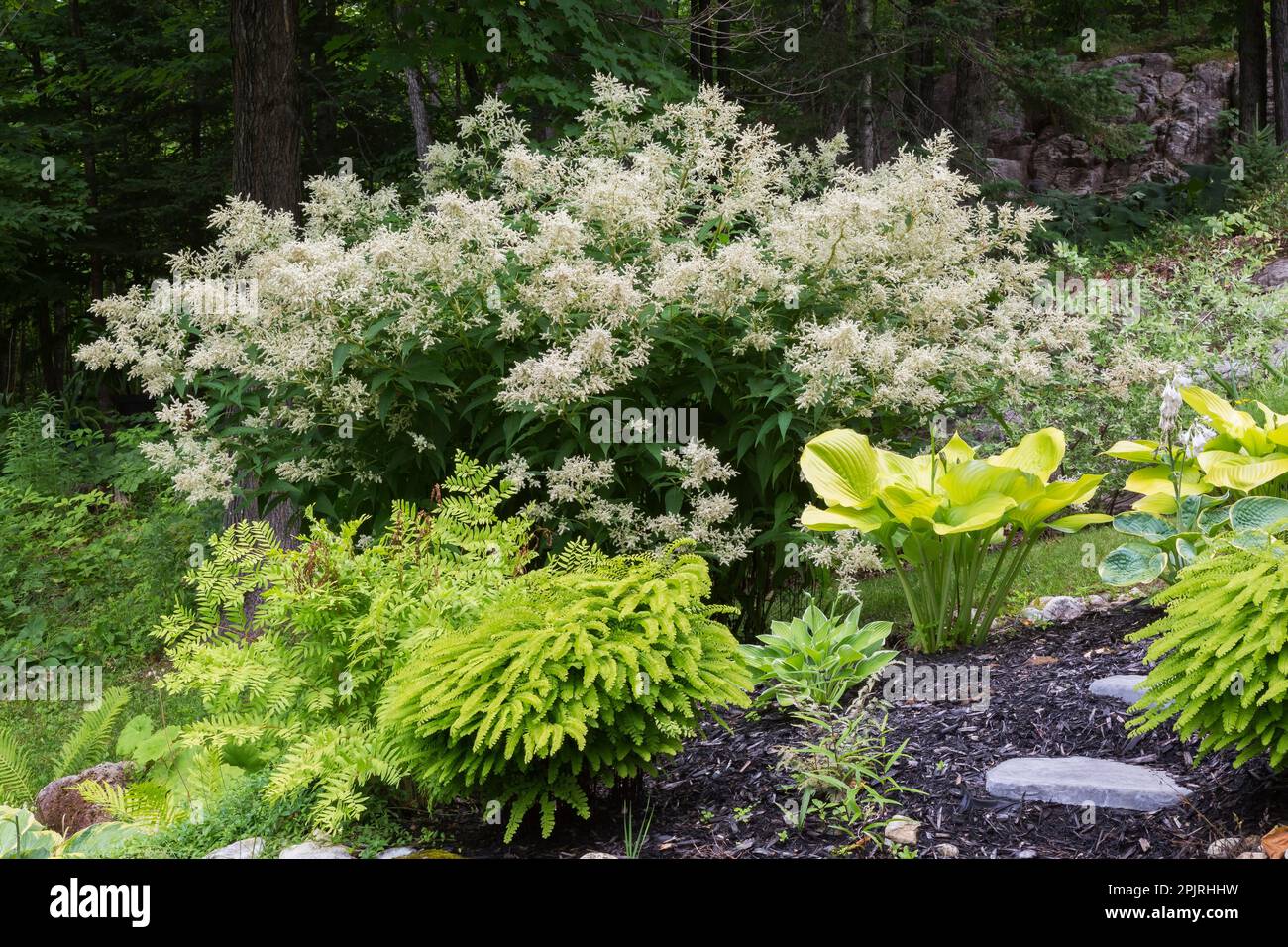 Adiantum pedatum - Fern, Hosta et Persicaria polymorpha - Fleeceflower en bordure rocheuse dans le jardin d'arrière-cour au printemps. Banque D'Images