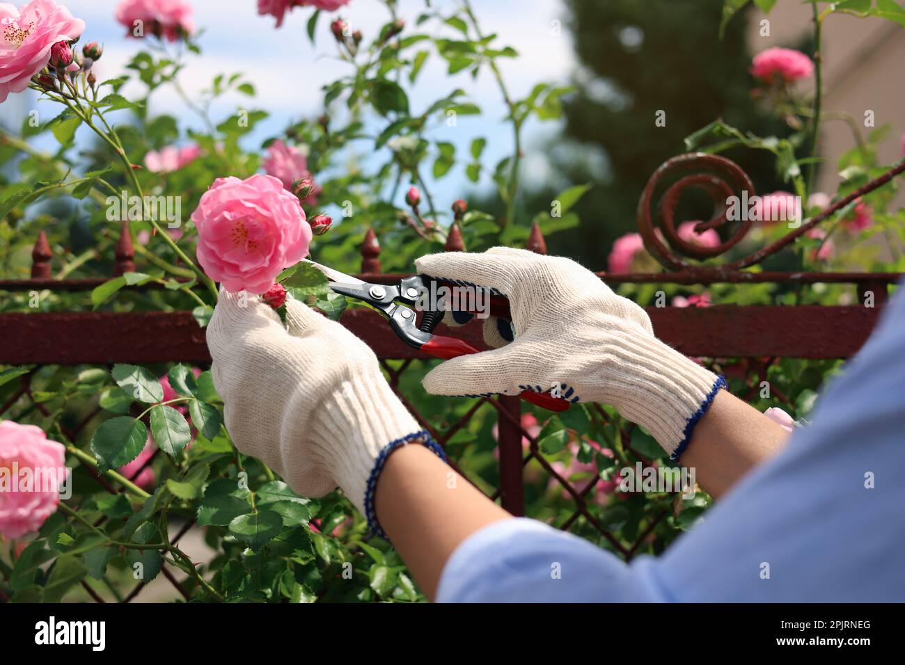 Femme élaguer la roseraie dans un jardin en fleurs, en gros plan Banque D'Images