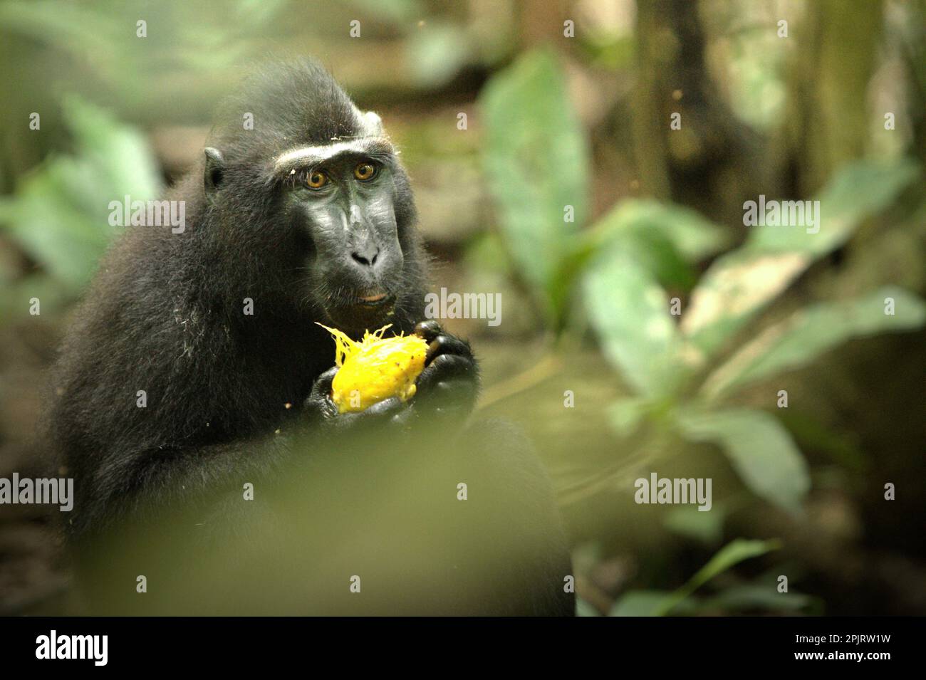 Un macaque à crête noire (Macaca nigra) de Sulawesi mange un fruit dans la forêt de Tangkoko, au nord de Sulawesi, en Indonésie. Selon une équipe de scientifiques dirigée par Miriam Plaza Pinto (Departamento de Ecologia, Centro de Biociências, Universidade Federal do Rio Grande do Norte, Natal, RN, Brésil) dans leur rapport scientifique publié sur la nature en janvier 2023, les changements climatiques et les maladies sont des menaces émergentes pour les primates. Un document de recherche de 2017 rédigé par une équipe dirigée par Rafael Reyna-Hurtado a conclu que le changement climatique dans chaque saison 'influence la disponibilité et la distribution des aliments qui vont changer... Banque D'Images