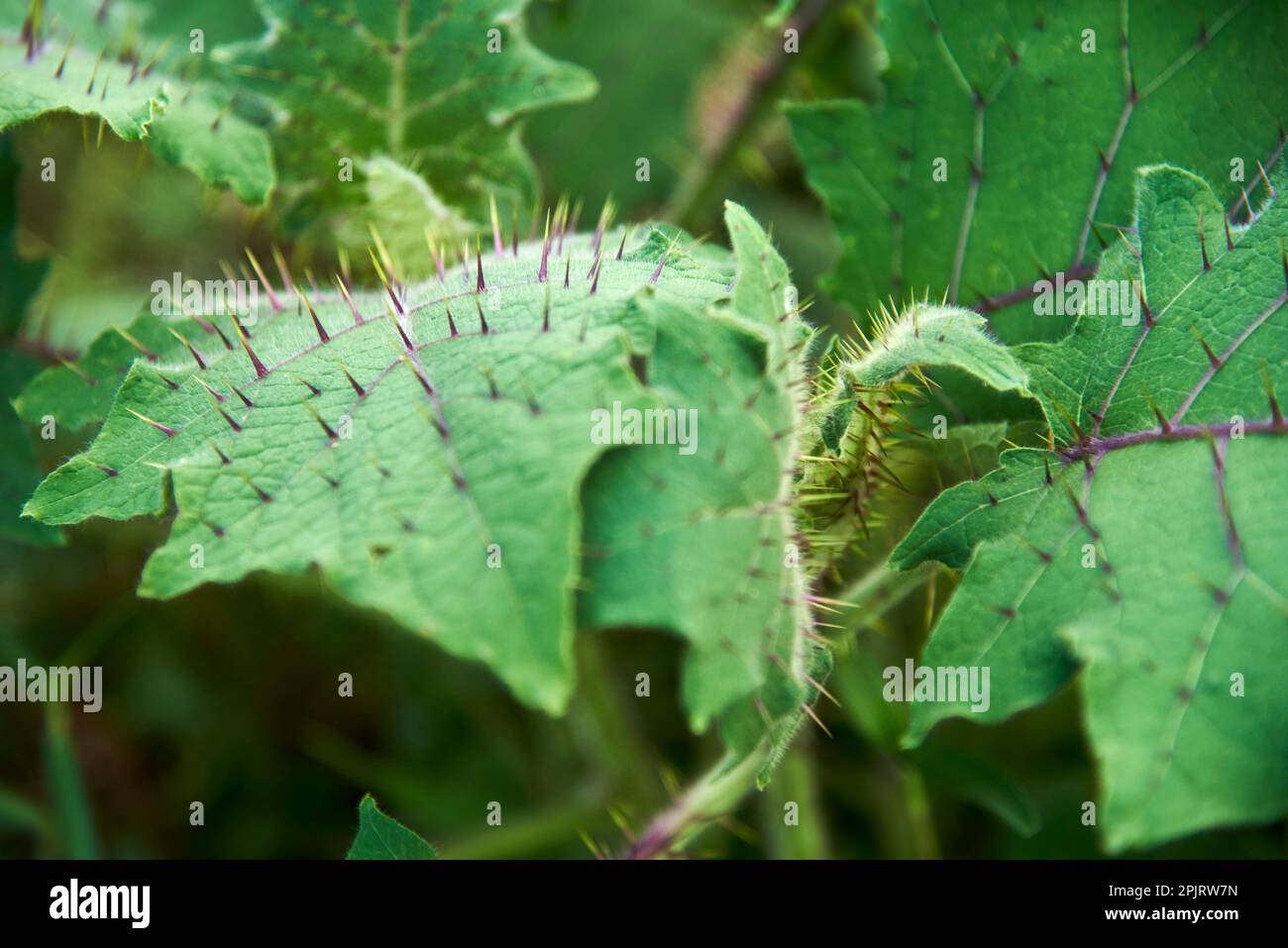 Feuilles vertes épineuses de solanum stramoniifolium, une plante de solanaceae d'Amérique du Sud qui a des épines à la surface de ses feuilles comme défense. Banque D'Images