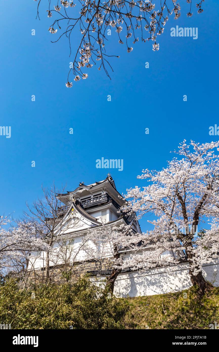 Yokote-JO (château de Yokote), avec fleurs de cerisier, festival de fleurs, ville de Yokote, Akita, Tohoku, Japon, Asie de l'est, Asie Banque D'Images