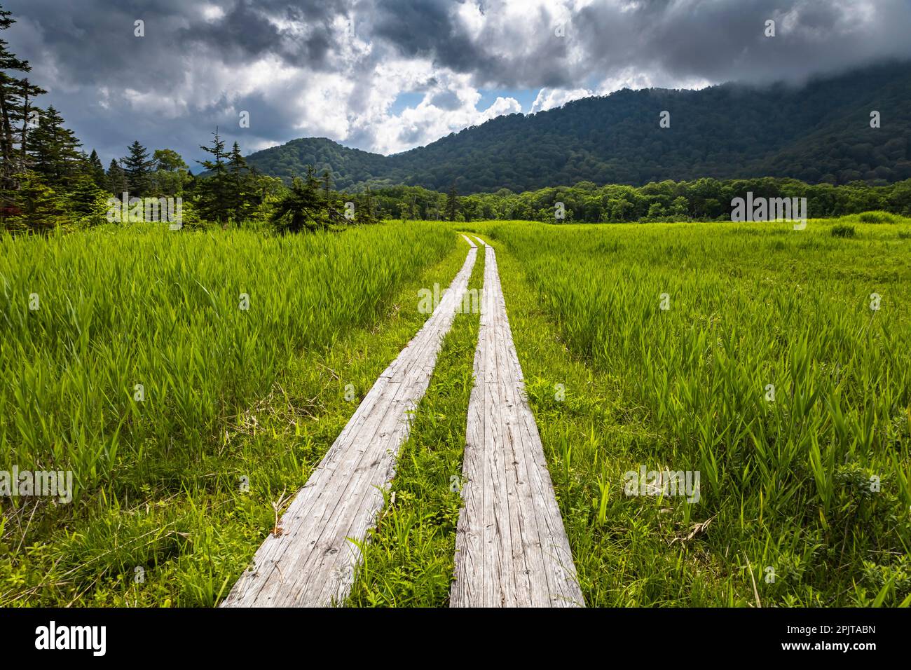 Promenade dans les terres humides, marécage d'Ozegahara, parc national d'Oze, Hinoematamura (village de Hinoemata), Fukushima, Japon, Asie de l'est, Asie Banque D'Images