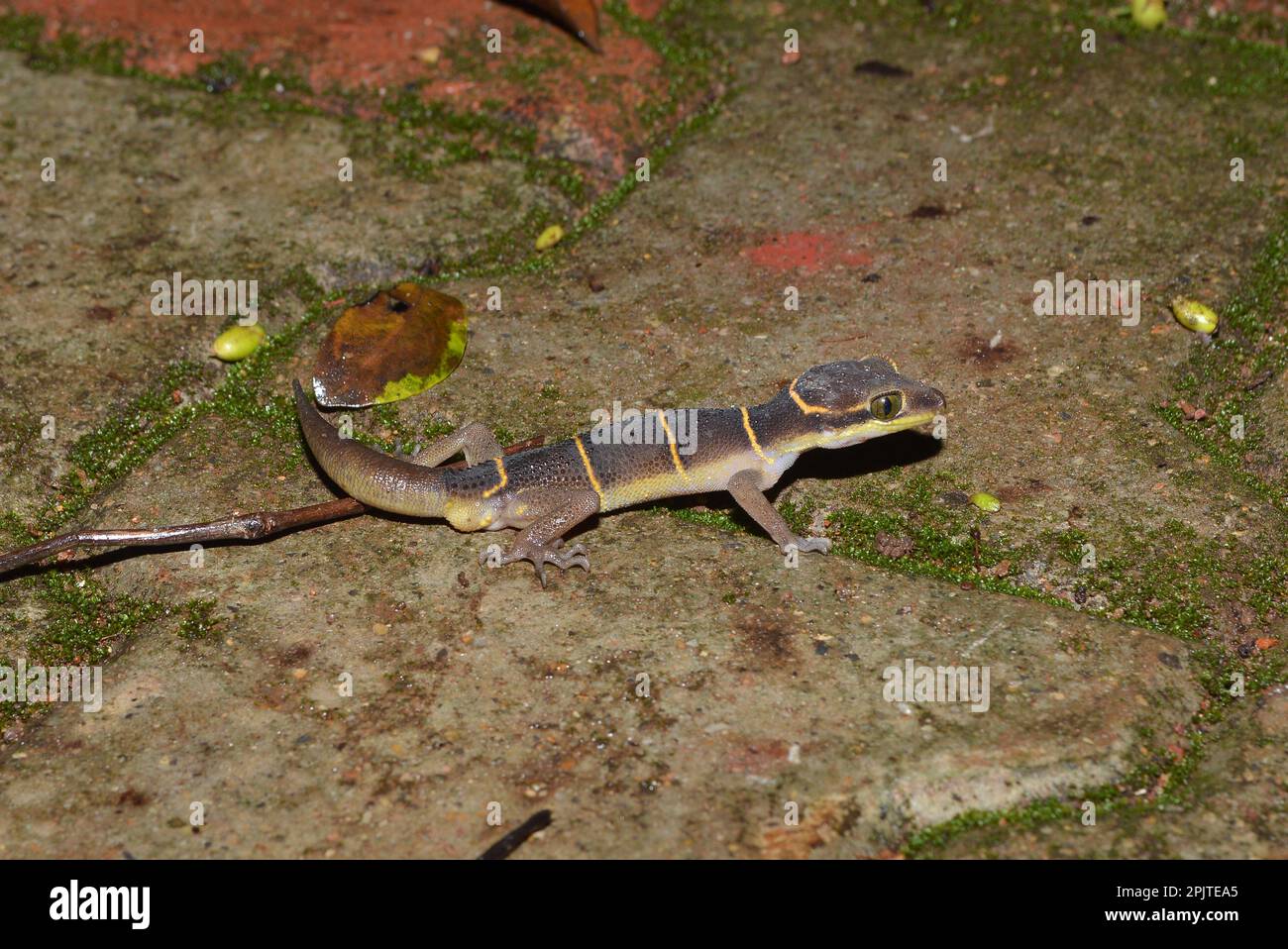 Deccan Ground gecko (Cyrtodactylus albofasciatus) sur le fond de la forêt. Amboli, Maharashtra, Inde Banque D'Images