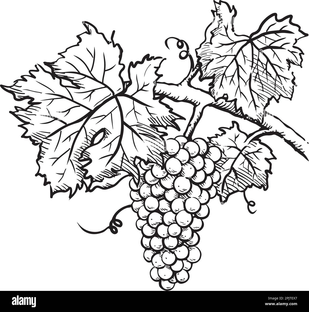 Croquis de raisins dessinés à la main avec des feuilles et de la vigne. Illustration vectorielle Illustration de Vecteur