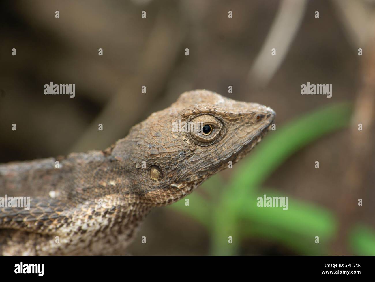 Lézard à gorge éventail (Sitana ponticeriana), Satara maharashtra inde Banque D'Images