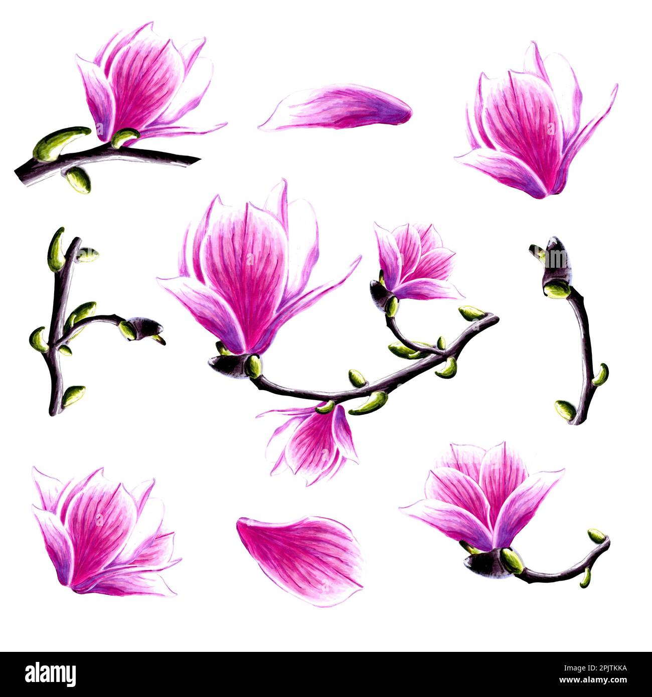 Ensemble de fleurs de magnolia et branche avec bouton. Illustration botanique florale JPEG. Banque D'Images