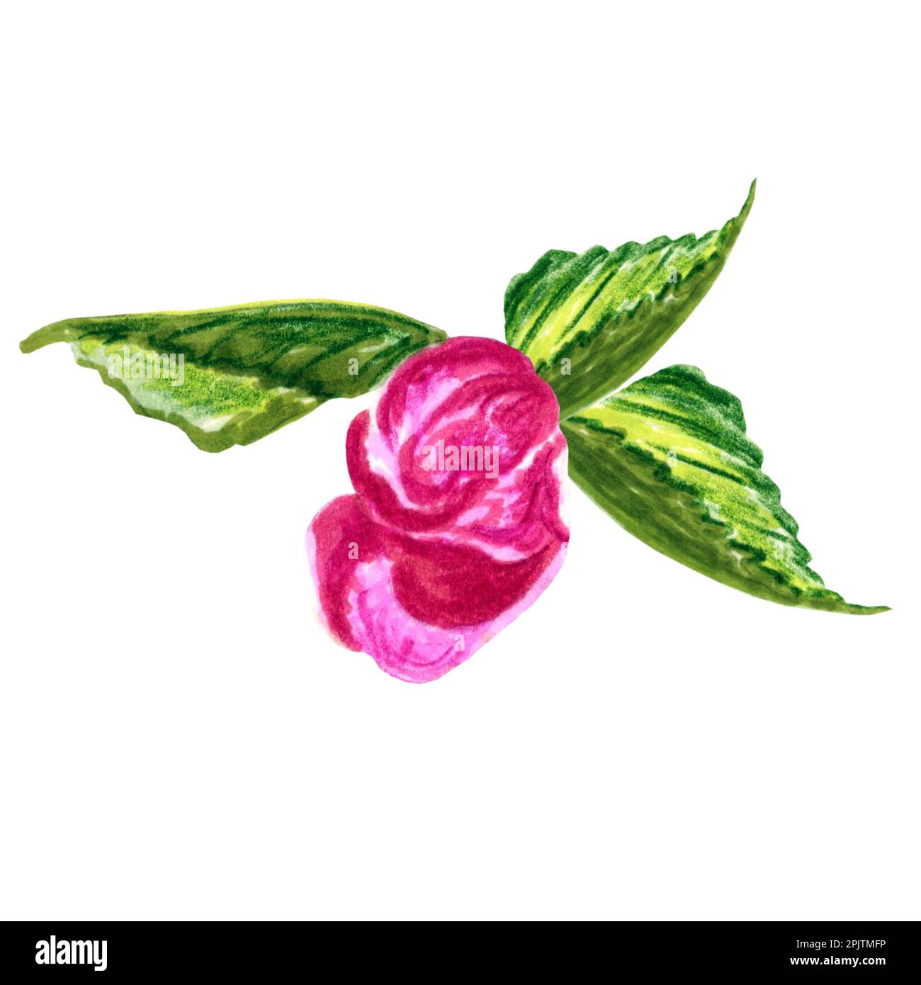 Bourgeon rose de pommier avec feuilles. Illustration botanique florale JPEG pour autocollants, création de motifs, papier peint, papier d'emballage, cartes postales. Banque D'Images