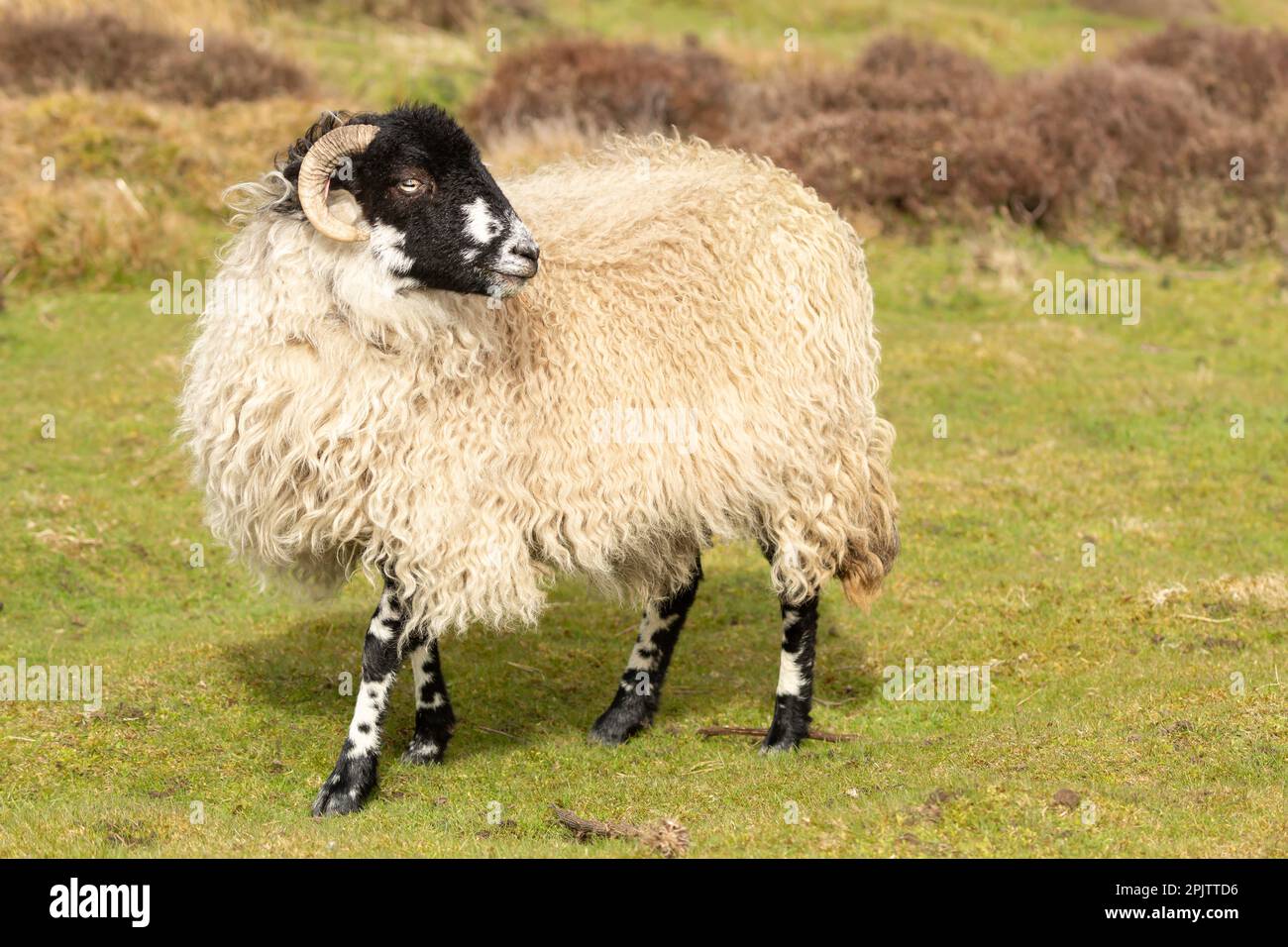 Gros plan d'un bon, jeune brebis de Dalesbred à Springtime. Face à droite et libre itinérance sur la lande gérée avec herbe verte et arrière-plan chiné. Banque D'Images