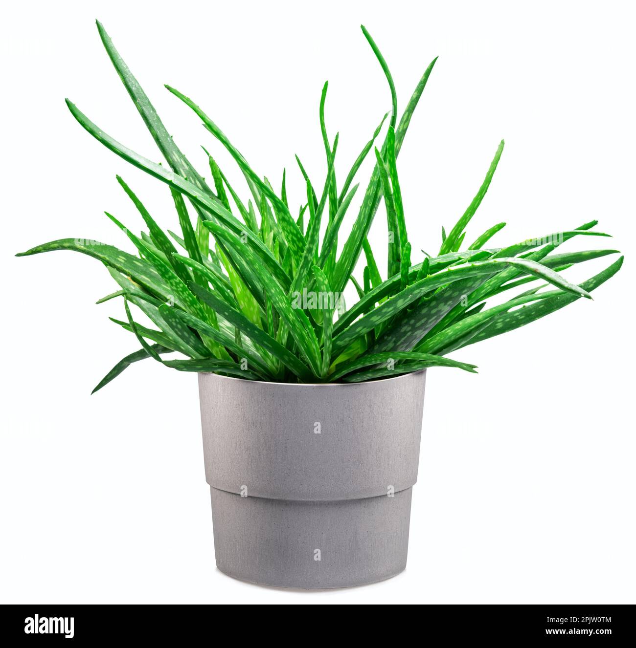 Plante de vera d'aloès dans le pot gris isolé sur fond blanc. Excellente installation décorative intérieure. Banque D'Images