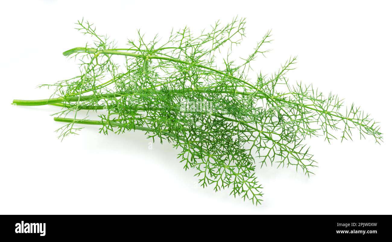 Feuilles d'aneth vertes isolées sur fond blanc. Banque D'Images