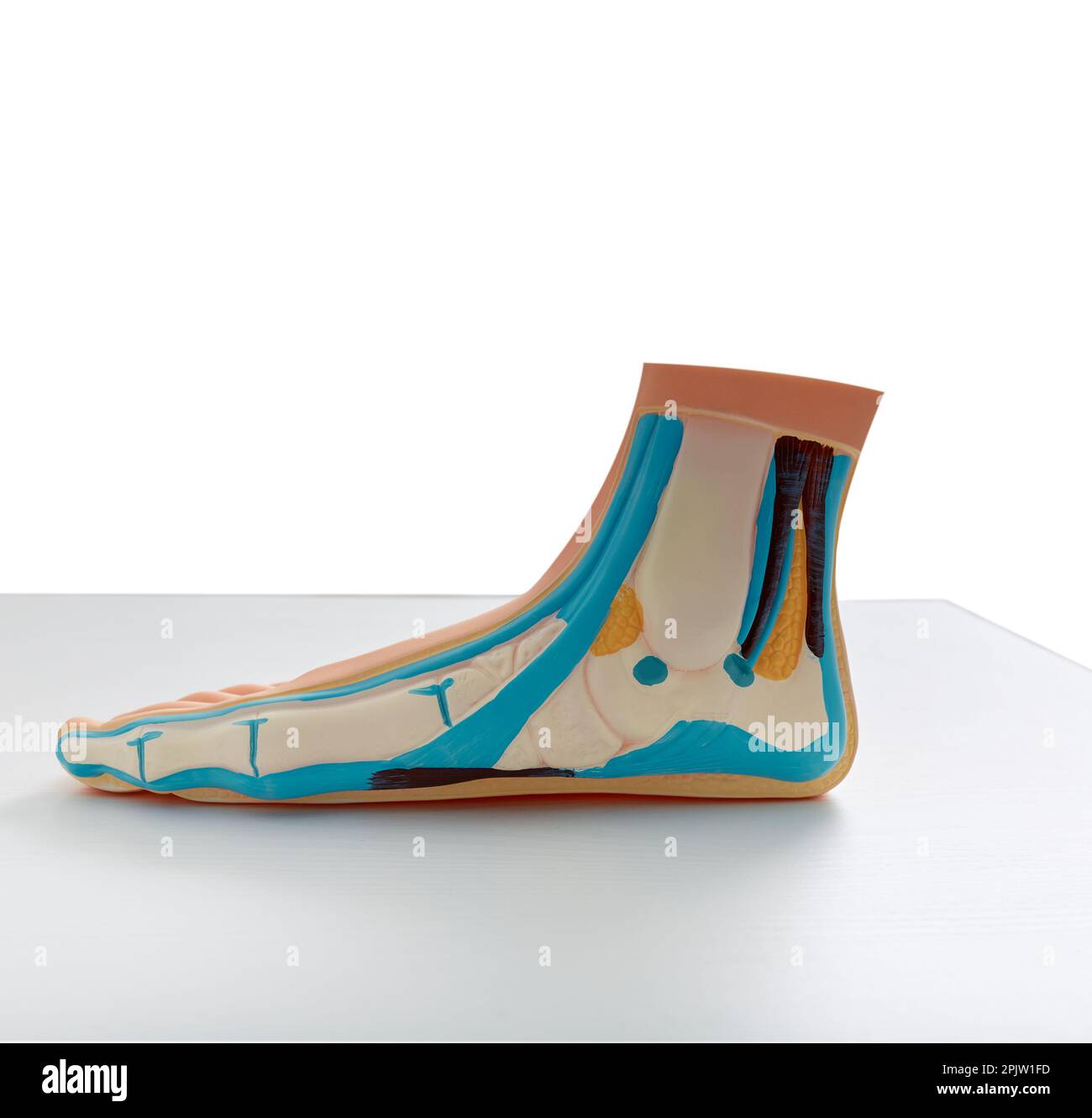 Pied plat. Modèle anatomique ou éducatif de pied avec pieds plats debout sur la table Banque D'Images